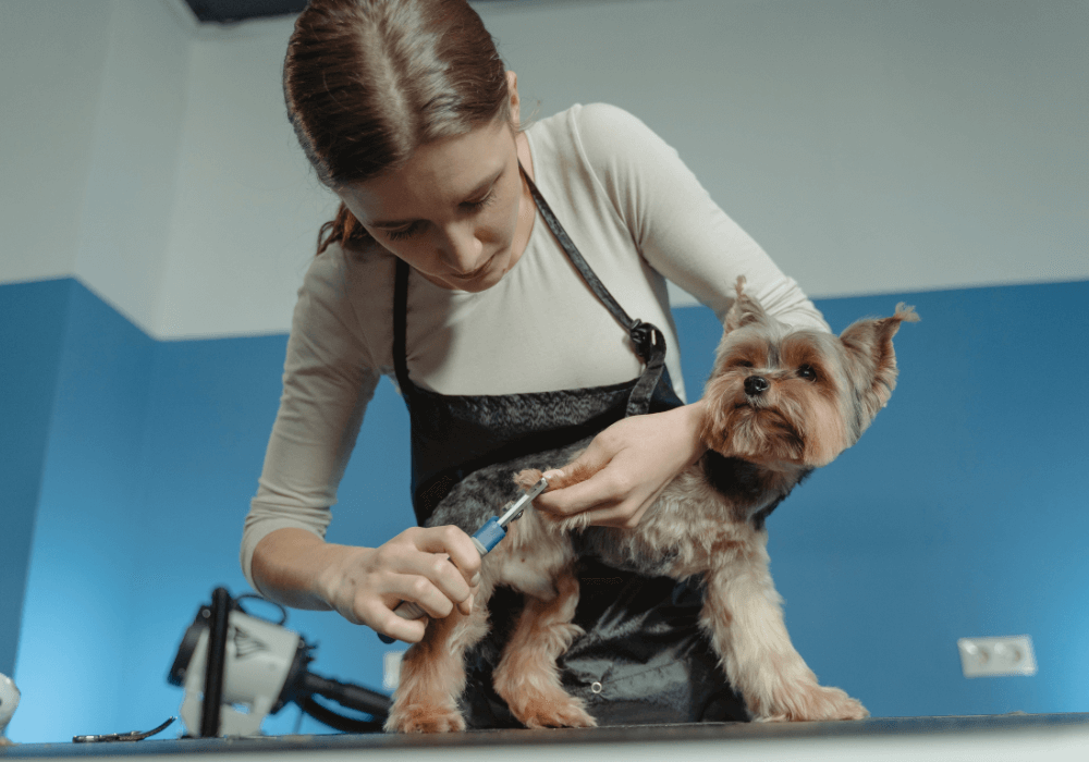 pet groomer Payment Options